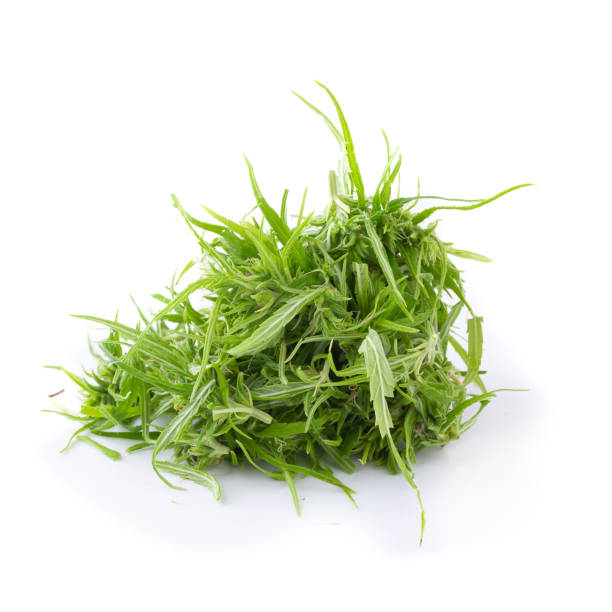 istock up-close with marijuana buds isolated on white background. concentrated cannabinoids from marijuana plants 1185809830