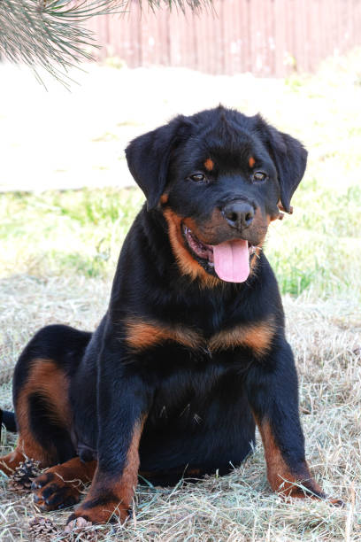 istock Rottweiler puppy, 4 months old, sitting against background with grass 1185810264
