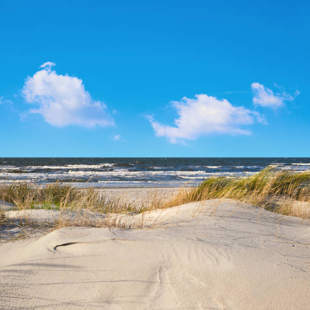 istock Sand dunes with grass and shrubs protecting beach from the storms in Hiddensee island in Germany. Panoramic image, square composition 1185810266
