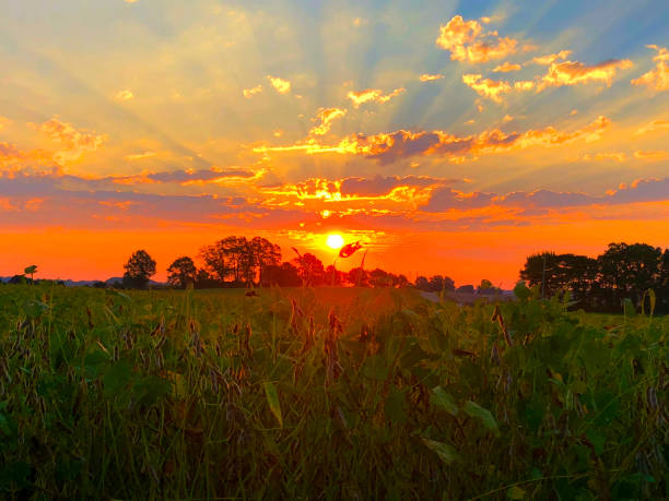 istock Vibrant Soybean Sunrise 1185810392