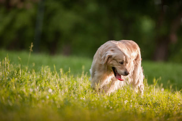 istock Golden retriever in spring day at the park. 1185810992