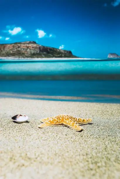 Photo of Starfish on the beach