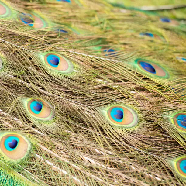 Detailed close up of beautiful peacock feathers