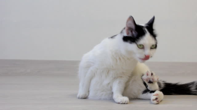 White cat with black spots playing and washing, looking at the camera