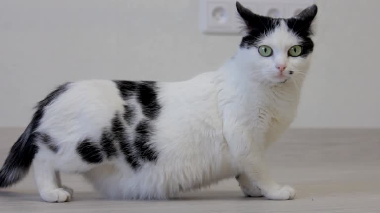 The white domestic cat looks over with his hind legs and looks into the camera, close-up