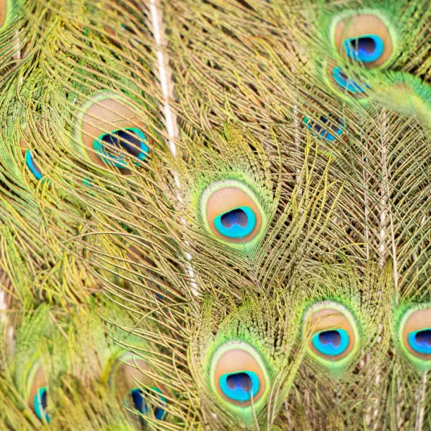 Detailed close up of beautiful peacock feathers