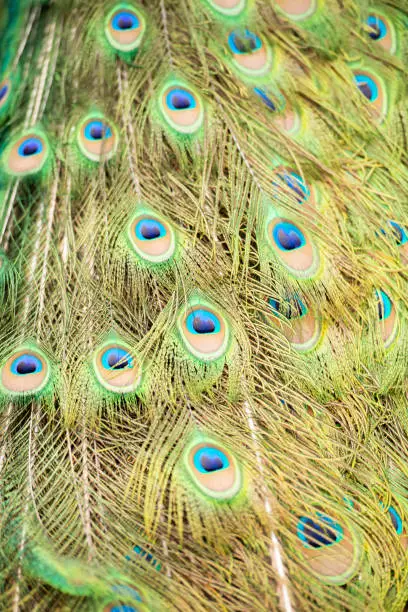Detailed close up of beautiful peacock feathers