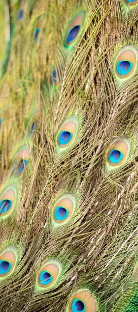 Detailed close up of beautiful peacock feathers