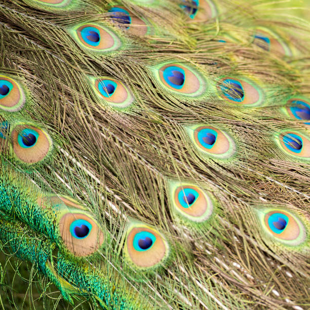 istock Beautiful peacock feathers 1185811811