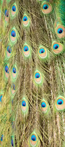 Detailed close up of beautiful peacock feathers