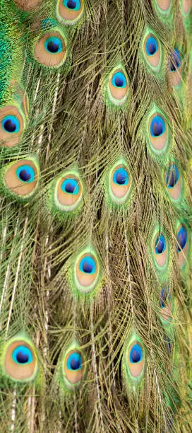 Detailed close up of beautiful peacock feathers