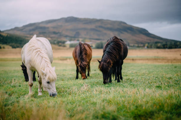 istock group of multi-colored Icelandic horses graze in pasture, Iceland 1185812433