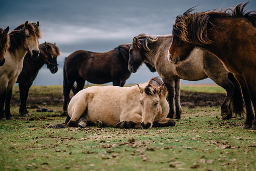 Icelandic horses feeding on the dune grass by the beach in Stokksnes, Iceland with the famed Vestrahorn mountain in the background.