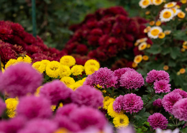 istock Colorful chrysanthemums General plan in the garden 1185812933