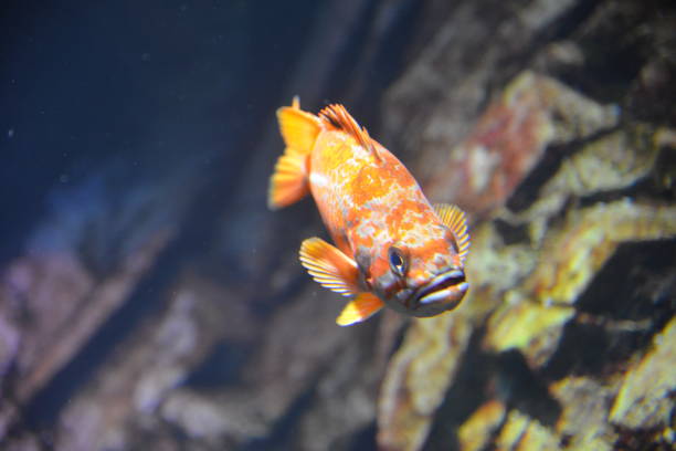 Black rockfish