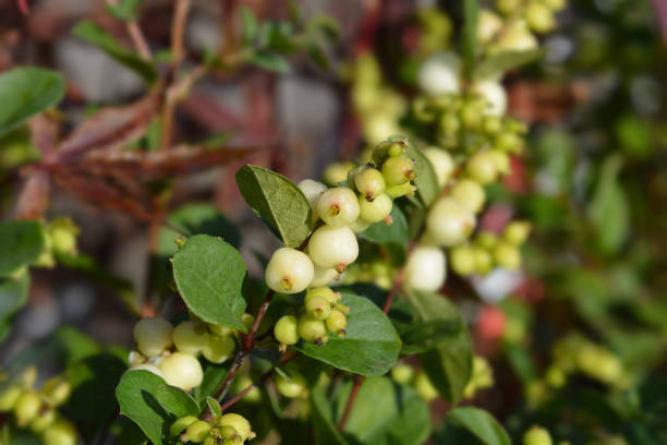 istock Snowberry Magical Galaxy 1185813557