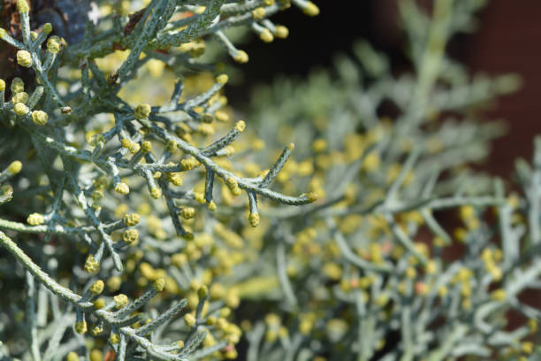 istock Blue Arizona Cypress 1185814244