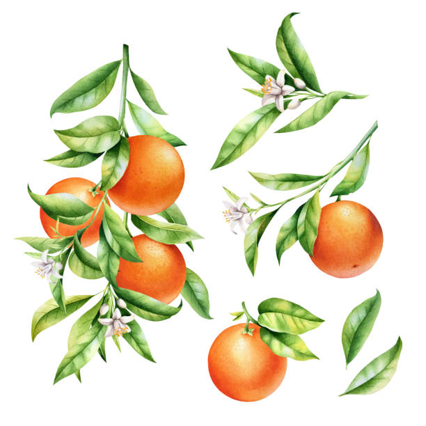 bildbanksillustrationer, clip art samt tecknat material och ikoner med apelsiner på en gren uppsättning. isolerad akvarell illustrartion av citrusträd med löv och blommor. - orange illustrationer
