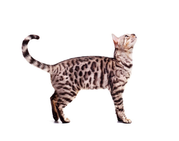 istock Beautiful young Bengali cat on a white background 1185816566