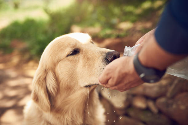 istock Making sure he says hydrated out here 1185816855
