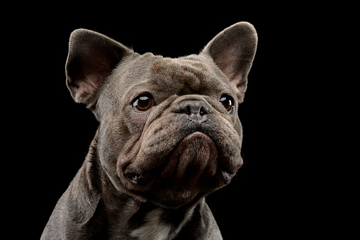Portrait of an adorable French bulldog, studio shot, isolated on black.
