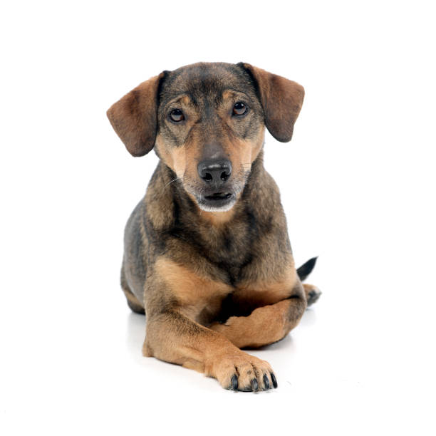 istock Studio shot of an adorable mixed breed dog 1185817283