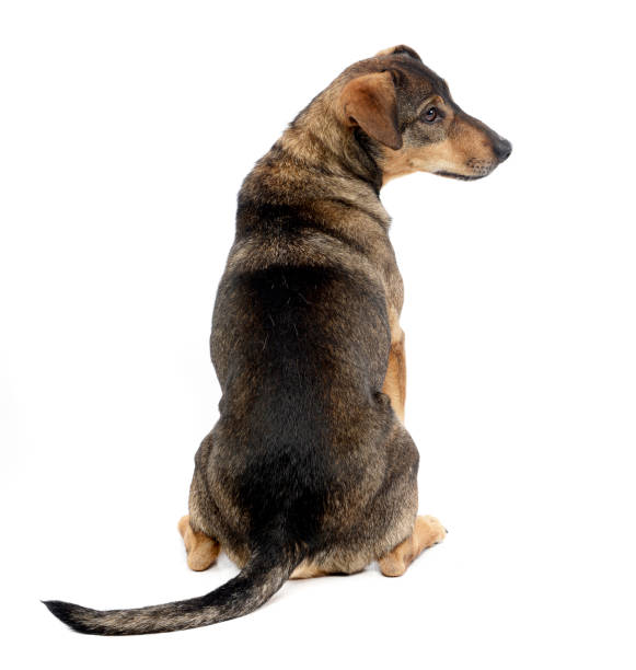 Studio shot of an adorable mixed breed dog