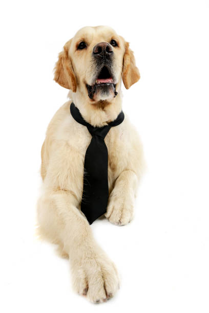 istock An adorable mixed breed dog wearing a tie 1185817310