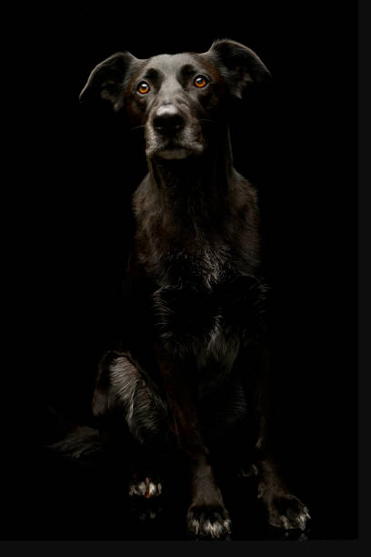 istock Studio shot of an adorable mixed breed dog 1185817332