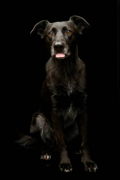 istock Studio shot of an adorable mixed breed dog 1185817349