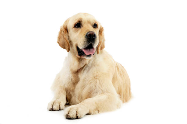 istock Studio shot of an adorable mixed breed dog 1185817409