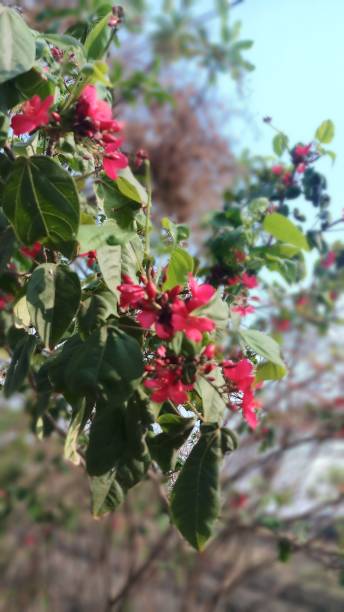 istock Peregrina Flowers Looks Like 1185819065