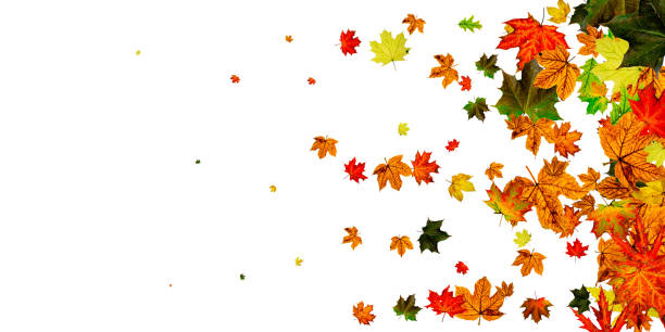 istock Autumn leaf pattern. Season falling leaves background. Thanksgiving concept 1185820714