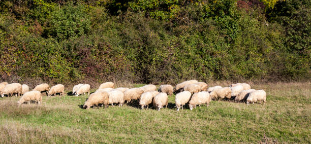 istock Sheep eating grass in the pasture. 1185821866