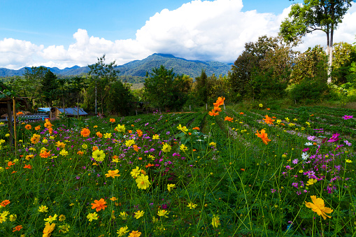 Cosmos flower yellow beautiful with mountain and green background on garden at countryside, Thailand