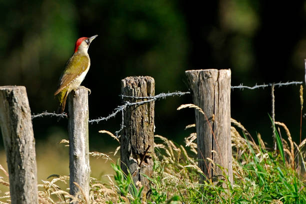 kuvapankkikuvat ja rojaltivapaat kuvat aiheesta vihertikka - european green woodpecker