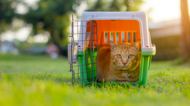 cassa che adena un gatto, gatti ginger in gabbia. - rescue training” foto e immagini stock