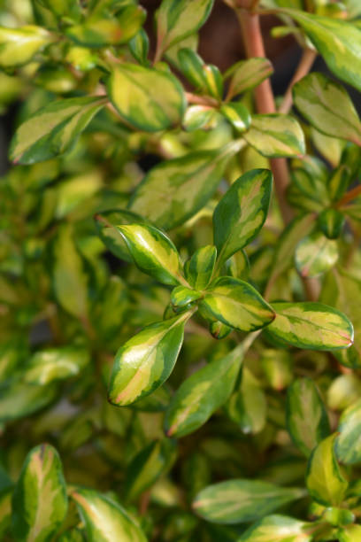 istock Looking-glass plant Lemon and Lime 1185824415
