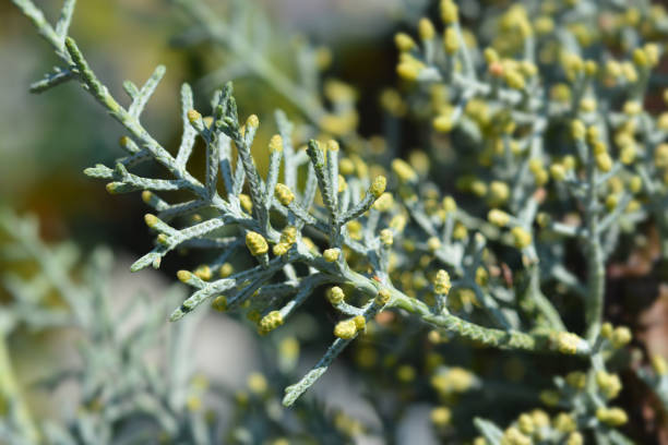 istock Blue Arizona Cypress 1185824435