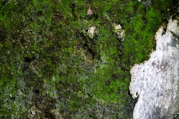 istock The green plants on old wall cement 1185828693