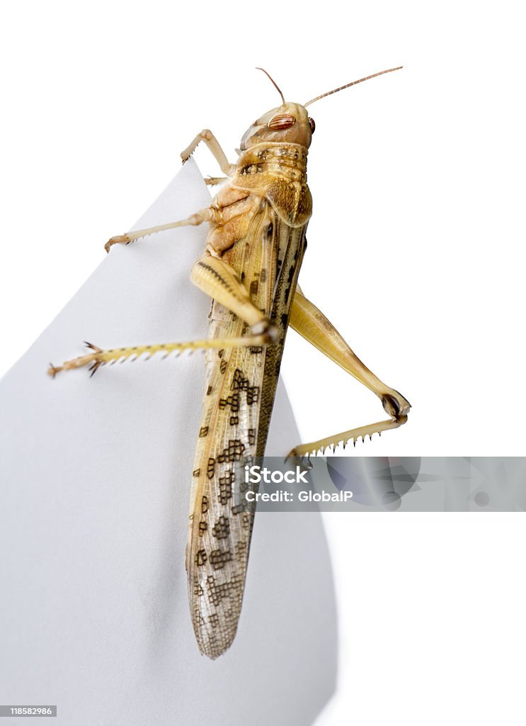 Criquet pélerin sur feuille de papier sur fond blanc - Photo de Antennes libre de droits