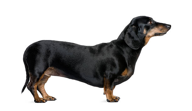 vista lateral de un perro tejonero contra fondo blanco - dachshund dog fotografías e imágenes de stock
