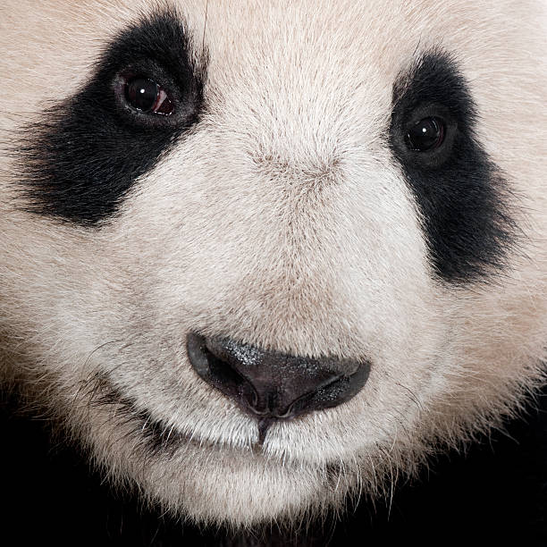 istock Close-up of a Giant Panda 118583008