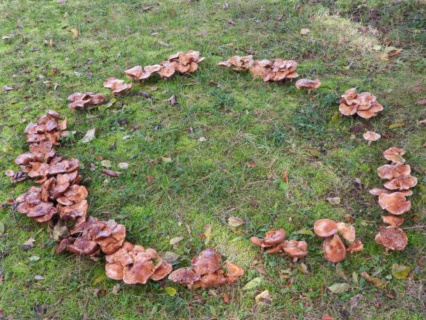 istock Bizarre nature mushroom circle 1185830300