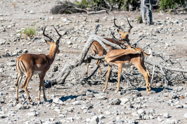 istock Impalas in Etosha National Park 1185830309