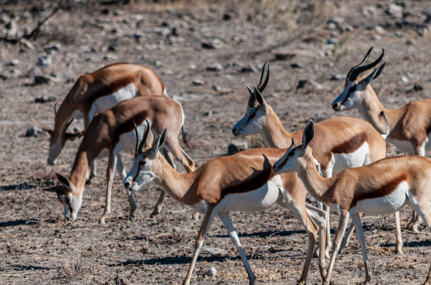 istock Impalas in Etosha National Park 1185830325