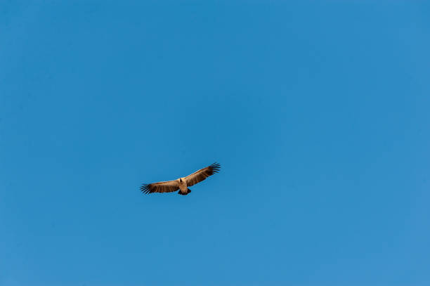 weißkopfgeier im flug über etosha - white headed eagle stock-fotos und bilder