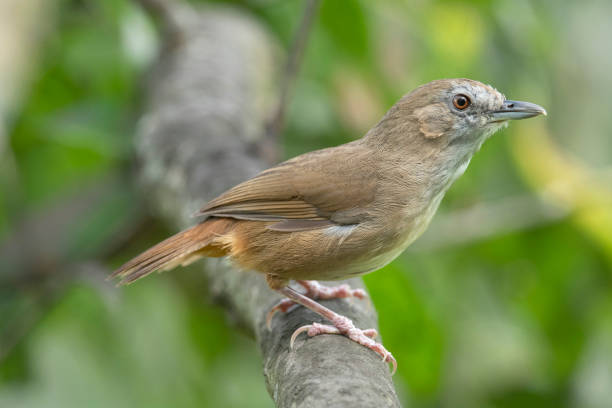 istock Abbott's babbler, Malacocincla abbotti, Maguri, Beel, Assam, India 1185831348