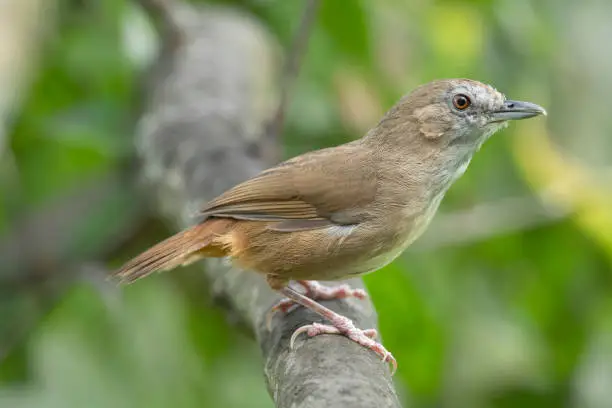 Photo of Abbott's babbler, Malacocincla abbotti, Maguri, Beel, Assam, India