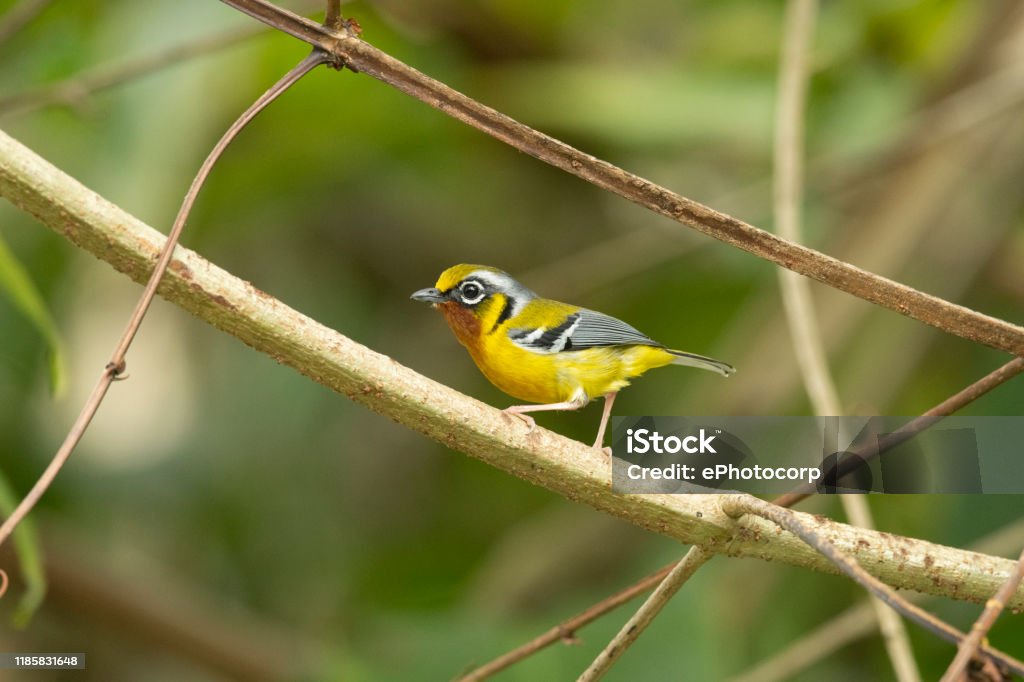 Blackeared Shrikebabbler Pteruthius Melanotis Mishmi Hills Arunachal Pradesh  India Stock Photo - Download Image Now - iStock